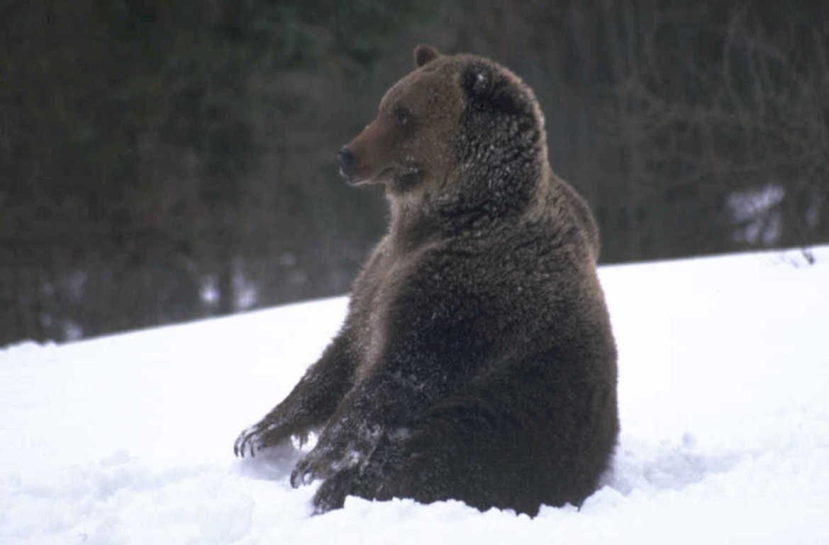 brown bear snow 1980s 1990s A4 Photo Print