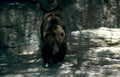 brown bear stride Vintage A4 Photo Print