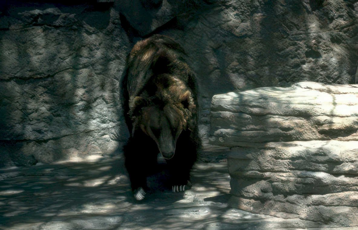 brown bear stride Vintage A4 Photo Print