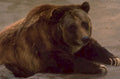 brown bear texture 1980s 1990s A4 Photo Print