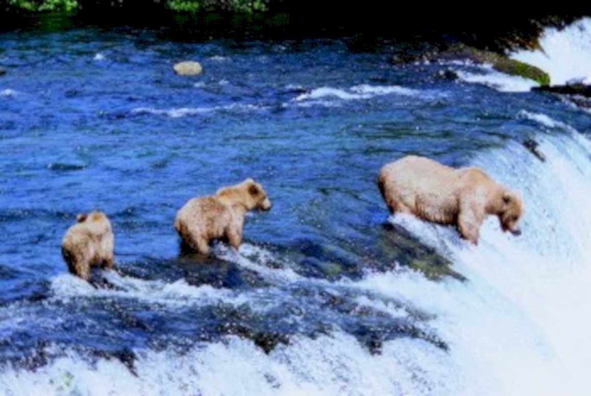 brown bears salmon1980s 1990s A4 Photo Print
