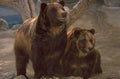brown bears zoo 1980s 1990s A4 Photo Print