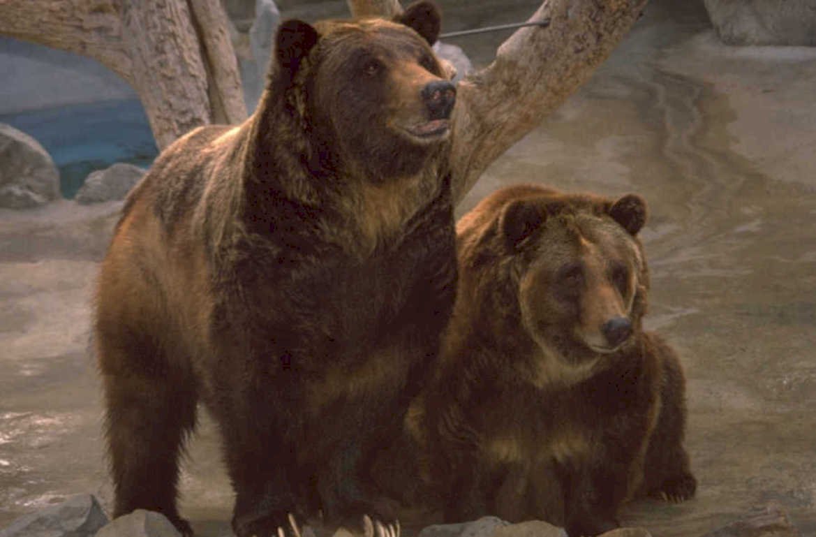 brown bears zoo 1980s 1990s A4 Photo Print