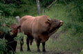 brown bull calf 1980s 1990s A4 Photo Print