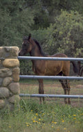 brown colt horses 1980s 1990s A4 Photo Print