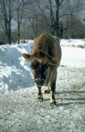 brown cow snow Vintage A4 Photo Print