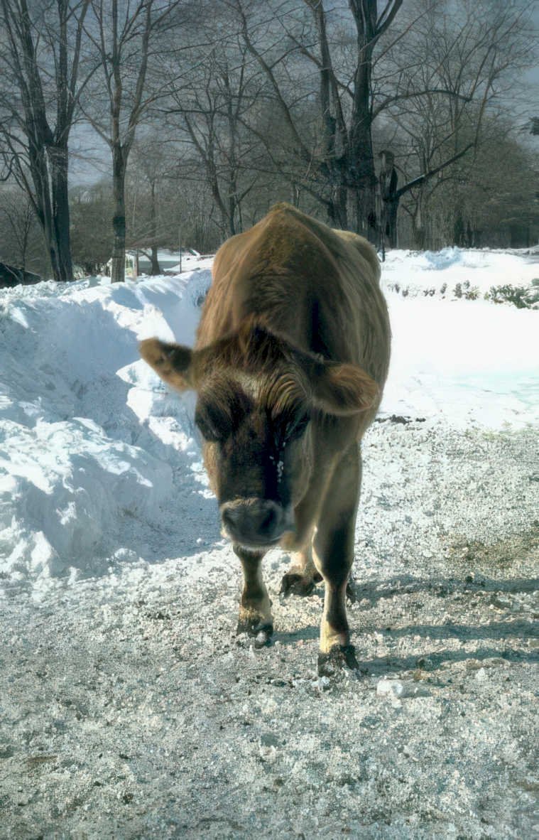 brown cow snow Vintage A4 Photo Print