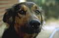 brown dog portrait Vintage A4 Photo Print