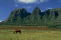 brown horse diamond 1980s 1990s A4 Photo Print