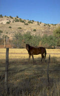 brown horse field 1980s 1990s A4 Photo Print