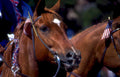 brown horse flags Vintage A4 Photo Print