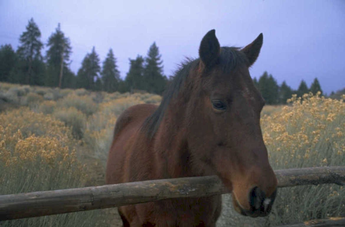 brown horse yellow 1980s 1990s A4 Photo Print