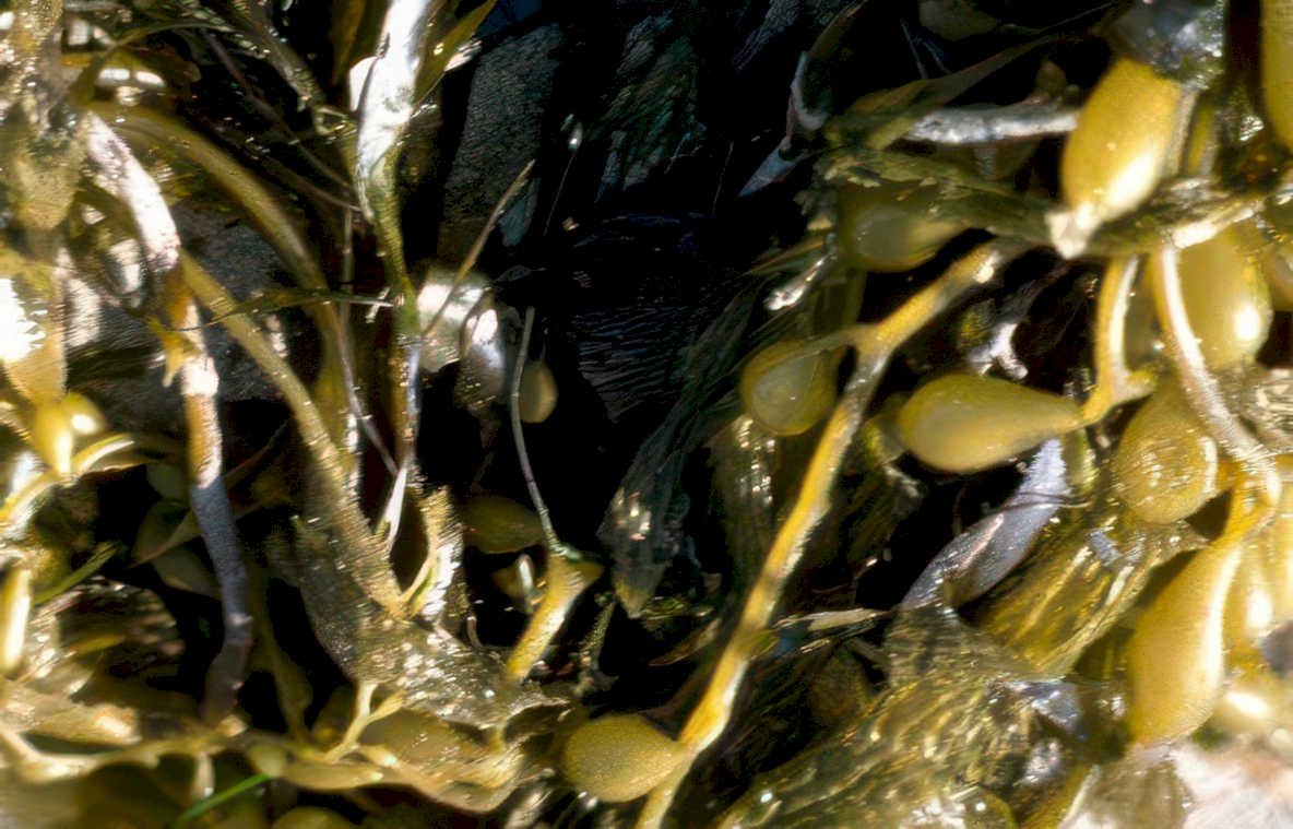 brown kelp rocks Vintage A4 Photo Print