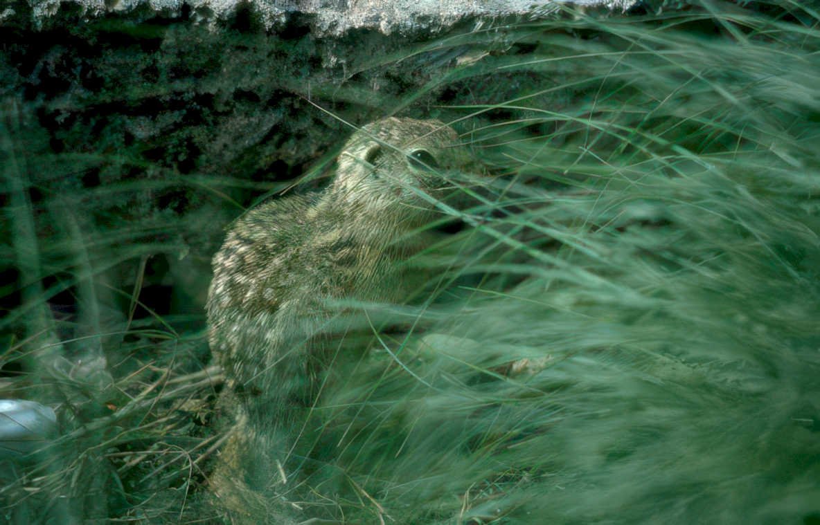 brown marmot grasses Vintage A4 Photo Print