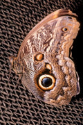brown morpho butterfly1980s 1990s A4 Photo Print