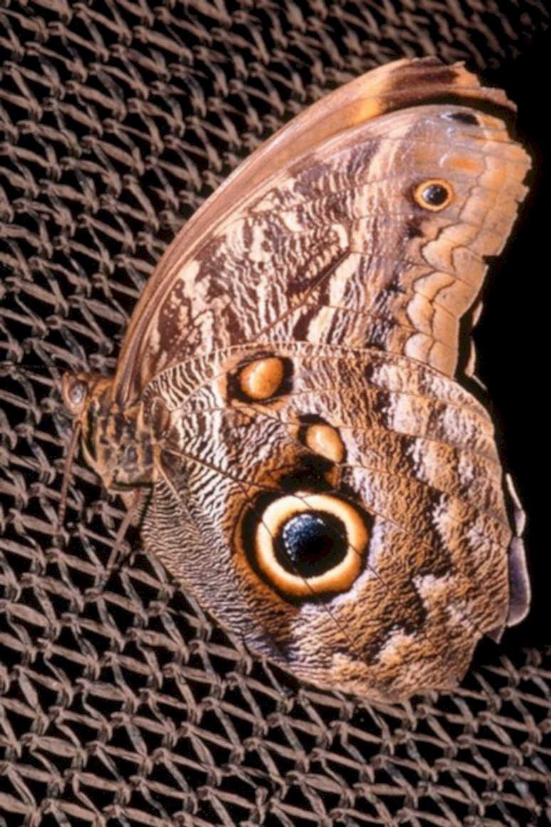brown morpho butterfly1980s 1990s A4 Photo Print