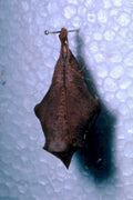 brown moth specimen1980s 1990s A4 Photo Print