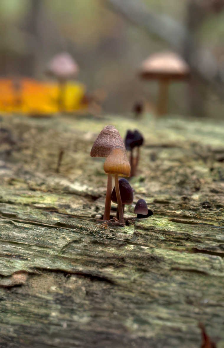 brown mushrooms bark Vintage A4 Photo Print