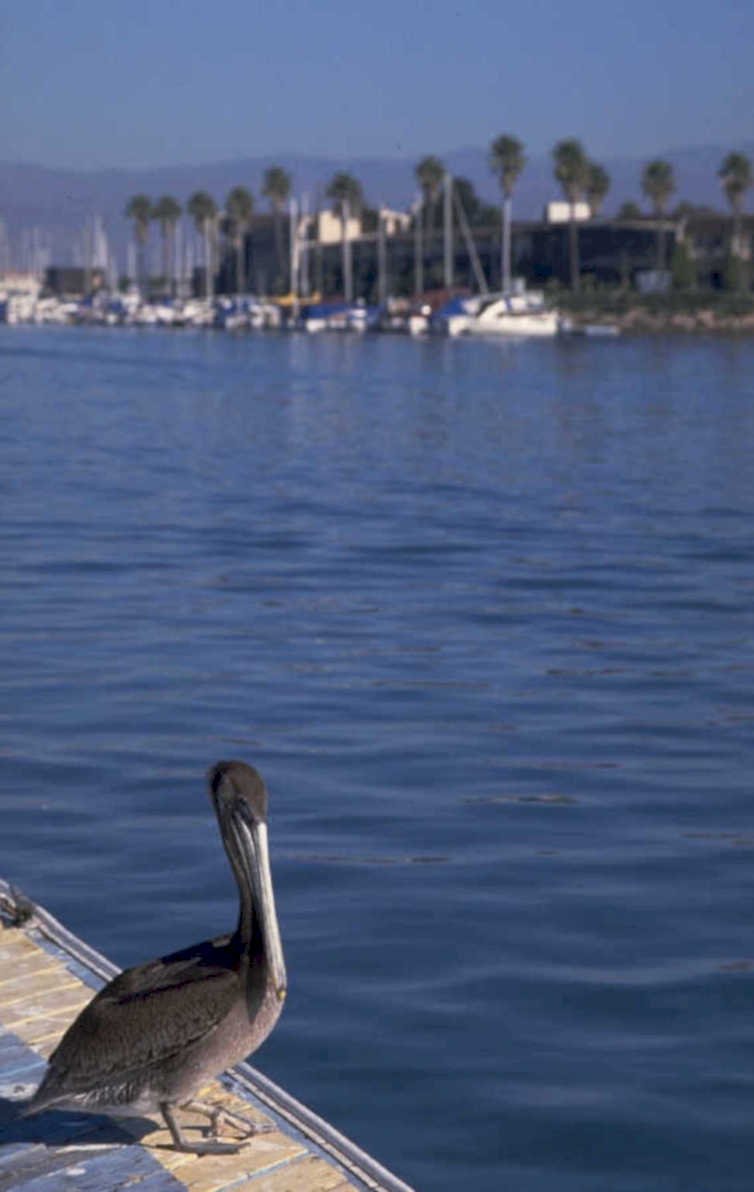brown pelican dock 1980s 1990s A4 Photo Print