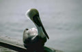 brown pelican dock Vintage A4 Photo Print