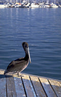 brown pelican dockside 1980s 1990s A4 Photo Print