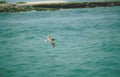 brown pelican flight 1 Vintage A4 Photo Print