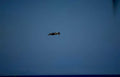 brown pelican flight 2 GIGA 2