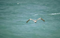 brown pelican flight 2 Vintage A4 Photo Print