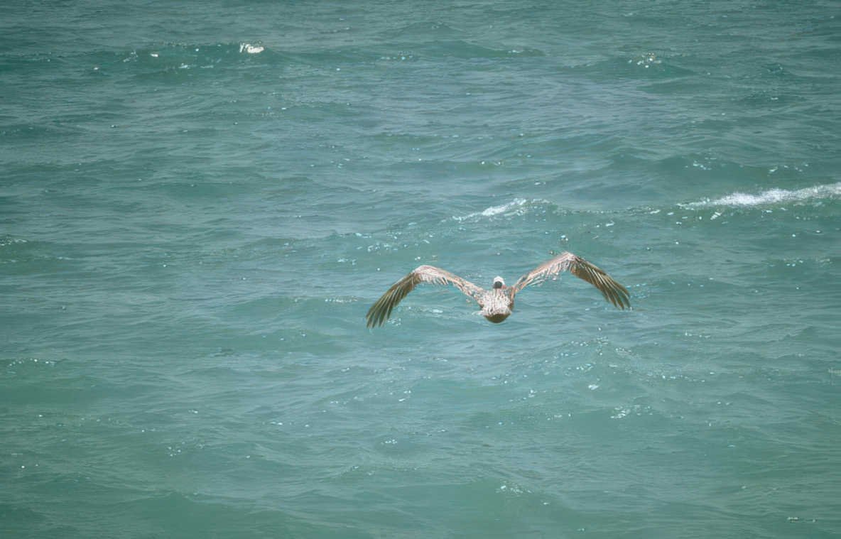brown pelican flight 2 Vintage A4 Photo Print