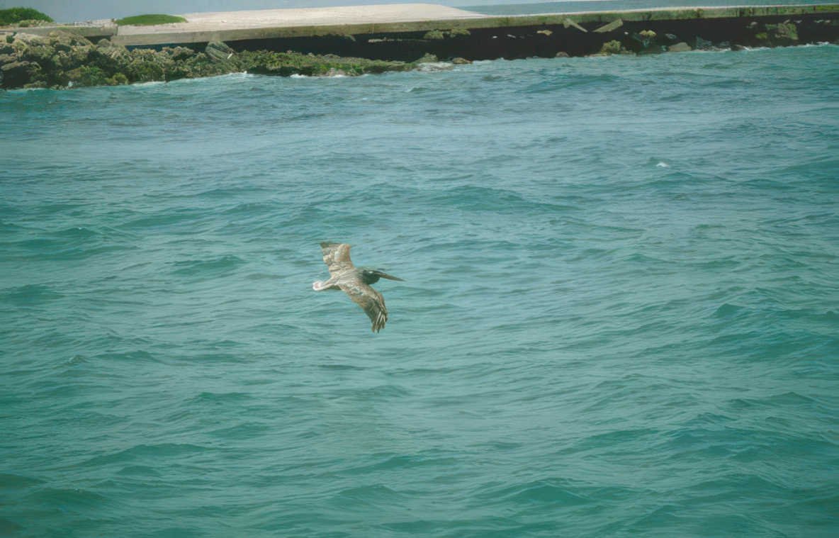 brown pelican flight 3 GIGA 2