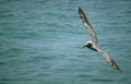 brown pelican flight 3 Vintage A4 Photo Print