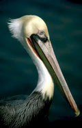 brown pelican portrait Vintage A4 Photo Print