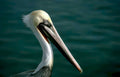 brown pelican water 2 Vintage A4 Photo Print