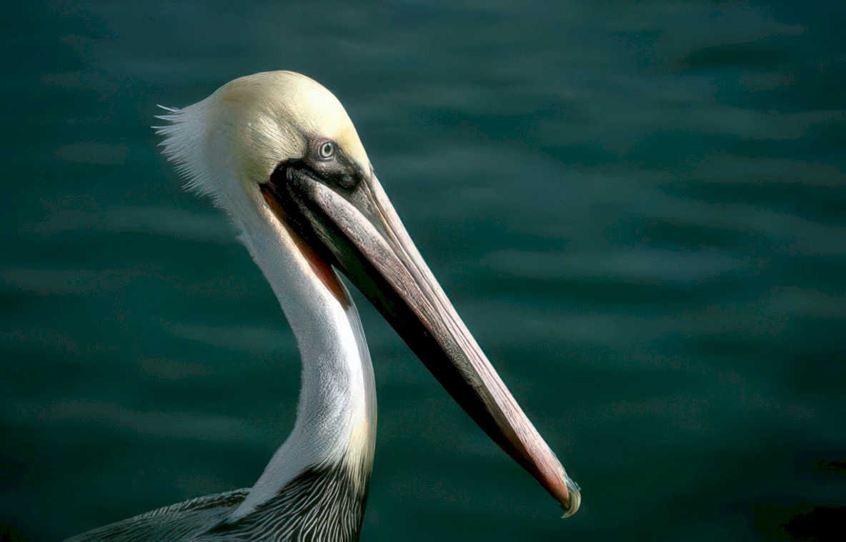 brown pelican water 2 Vintage A4 Photo Print