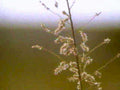 brown plant stem1980s 1990s A4 Photo Print