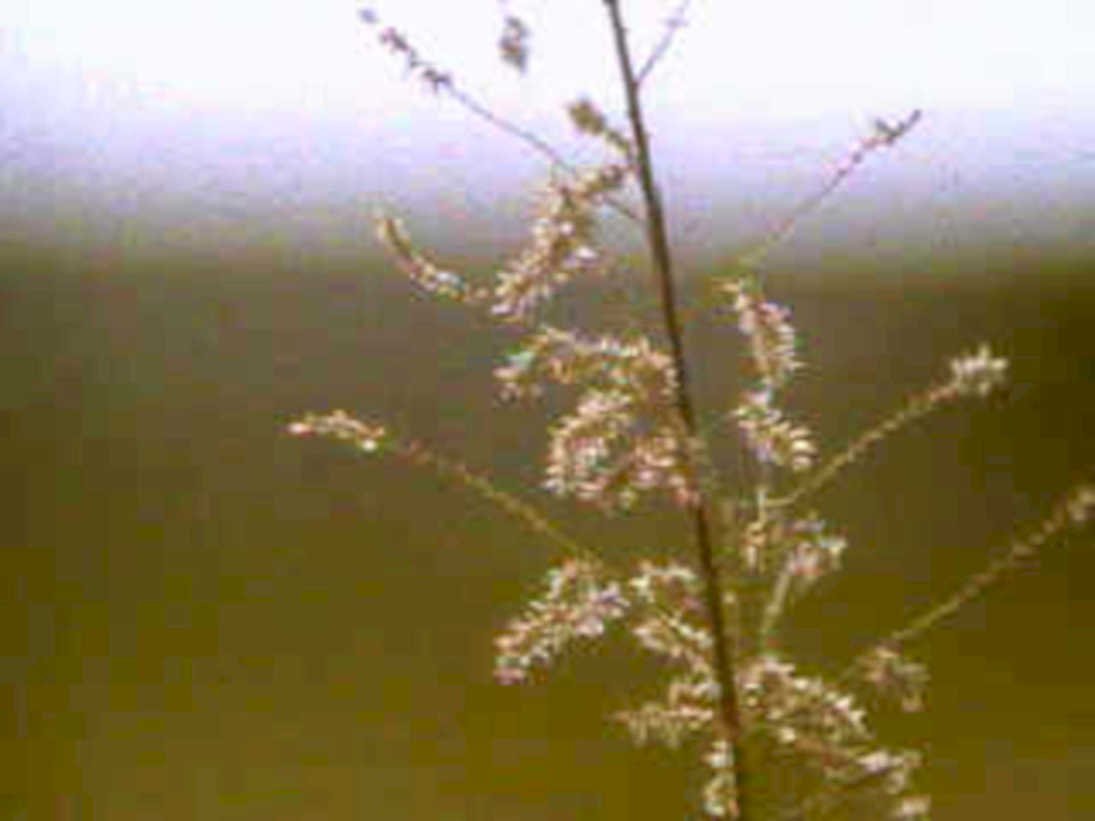 brown plant stem1980s 1990s A4 Photo Print