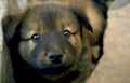 brown puppy eyes Vintage A4 Photo Print