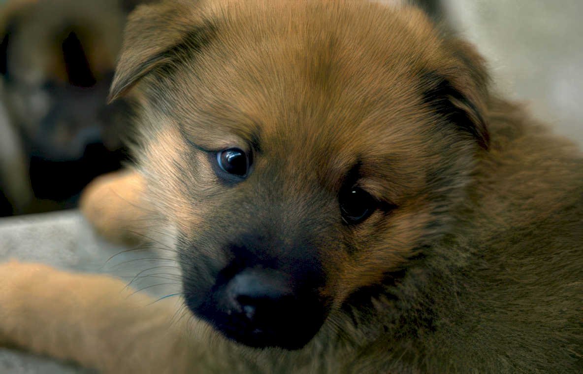 brown puppy portrait Vintage A4 Photo Print