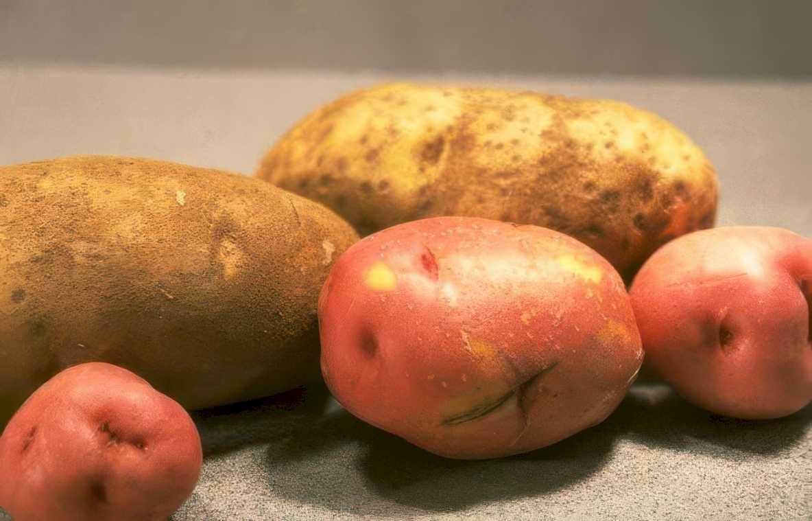 brown red potatoes Vintage A4 Photo Print