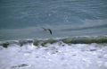 brown tern flight Vintage A4 Photo Print