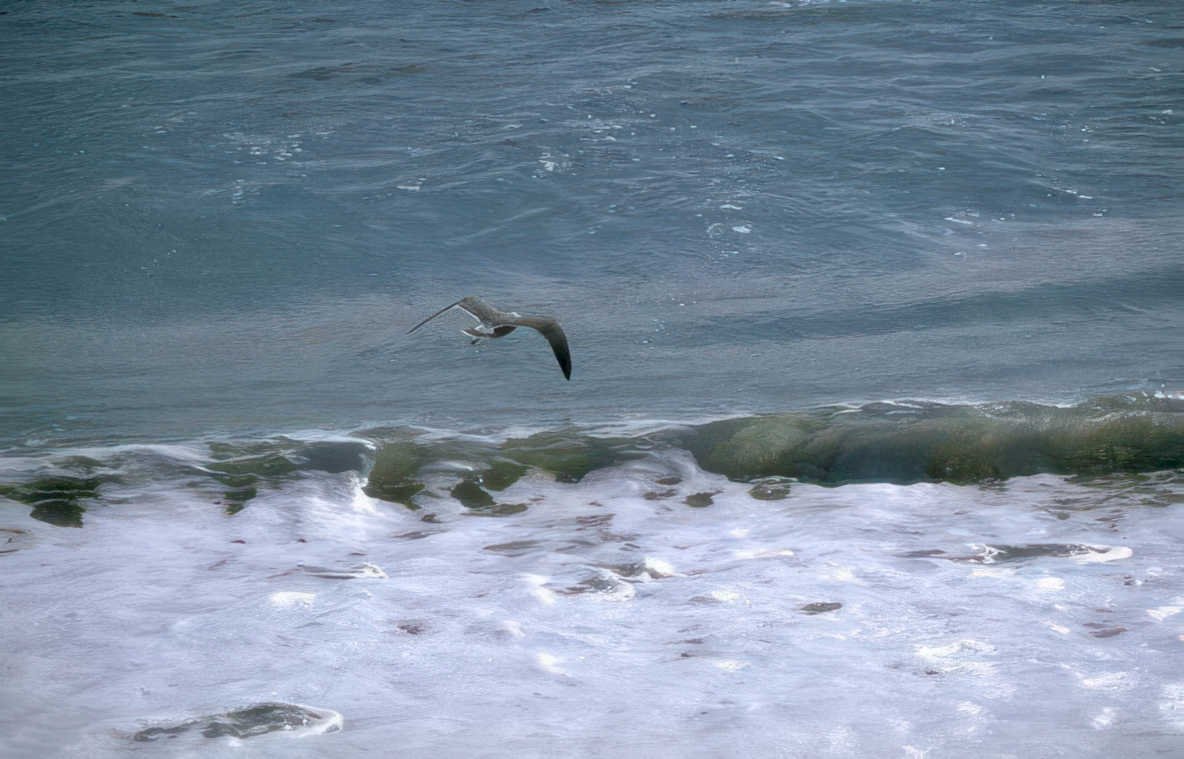 brown tern flight Vintage A4 Photo Print