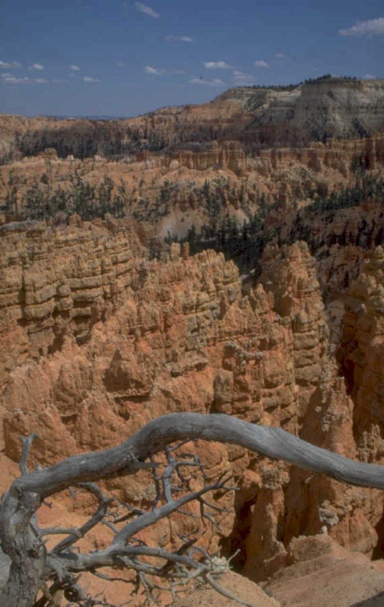 bryce hoodoos tree 1980s 1990s A4 Photo Print