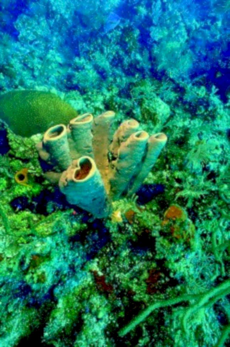 bubble coral reef1980s 1990s A4 Photo Print