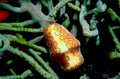 bubble tip anemone1980s 1990s A4 Photo Print