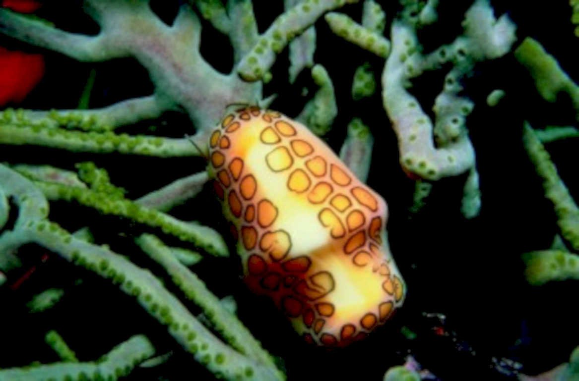 bubble tip anemone1980s 1990s A4 Photo Print