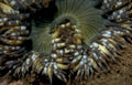bubble tip sharks Vintage A4 Photo Print