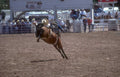 bucking bronco festival Vintage A4 Photo Print