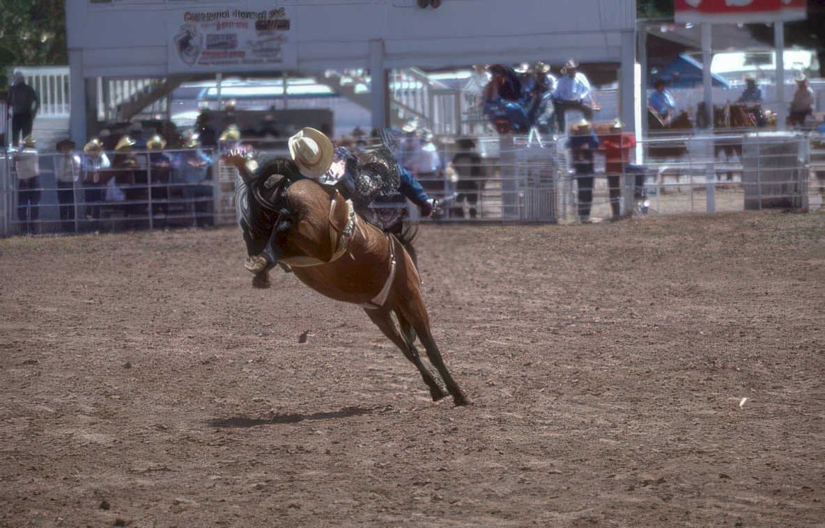 bucking bronco festival Vintage A4 Photo Print