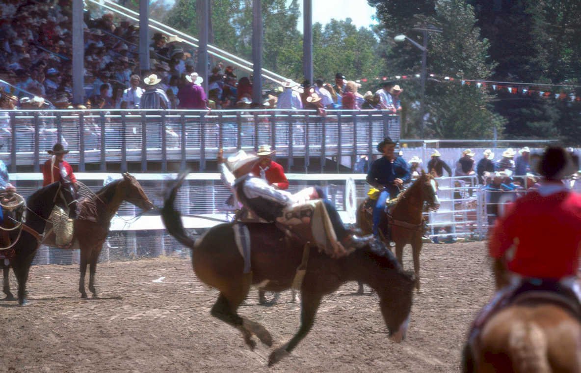 bucking bronco rodeo 2 Vintage A4 Photo Print