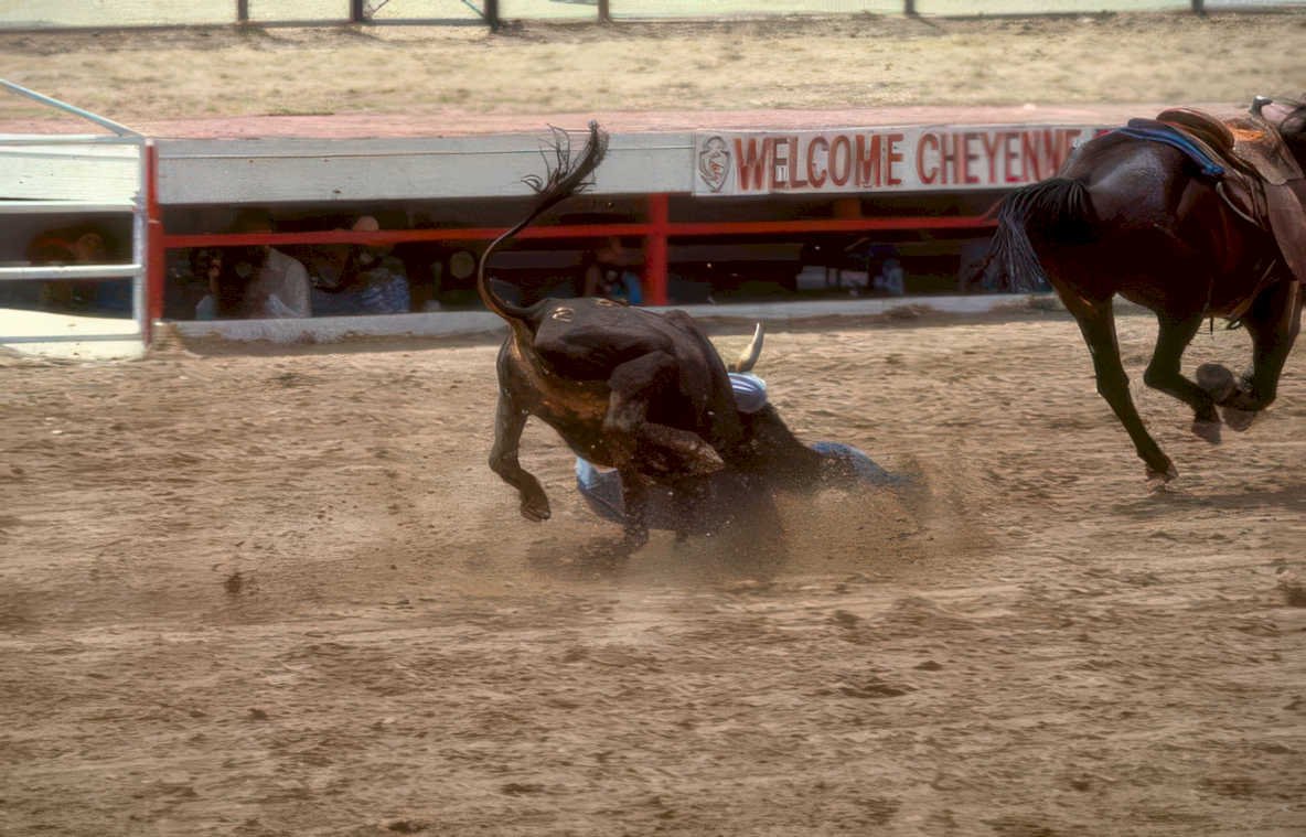 bucking bull cowboy Vintage A4 Photo Print
